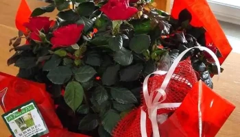 A Fleur de Pot - Aulnay