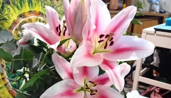 Fleur à Fleur - Audenge