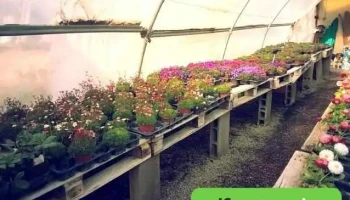 Gérard Albert - fleurs et plantes à massif aiguillon - Aiguillon