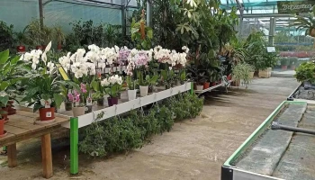 Jardinerie Sylvie Fleurs, Plantes fleuries, Potager, Poterie, Terreau, Outillage jardin - 64800 Mirepeix