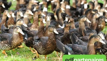 La Ferme du Foie Gras - 40250 Mugron