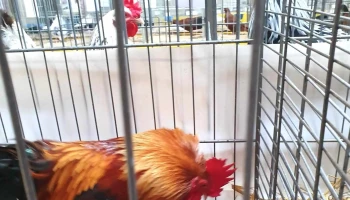 La Halle du Marché de Marans - Marans