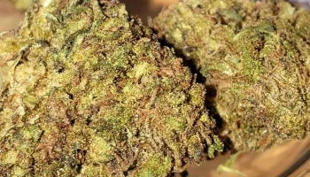 Local du cbd - Chauray