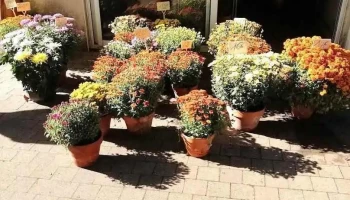 Magasin de fleurs : Pensées, fleurs - Bruges