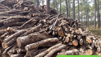 Pôle Cultures - 40410 Pissos Pôle Cultures - 40410 Pissos