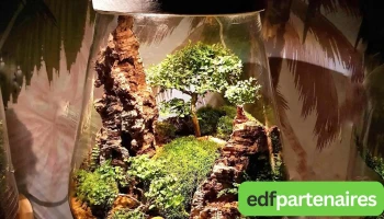 Verre Prairie Terrariums Vegetaux Lumineux - Artigues-Près-Bordeaux