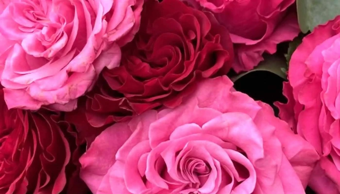 A Fleur De Pot Angouleme Instagram - Angoulême