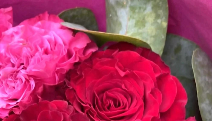 A Fleur De Pot Angouleme Videos - Angoulême