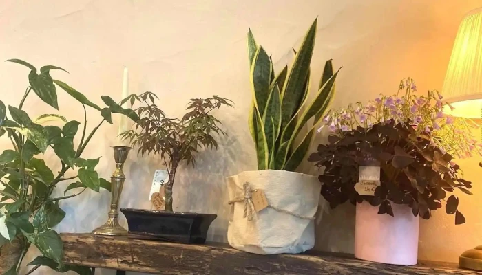 Adamseve Artisan Fleuriste Tout - Ascain