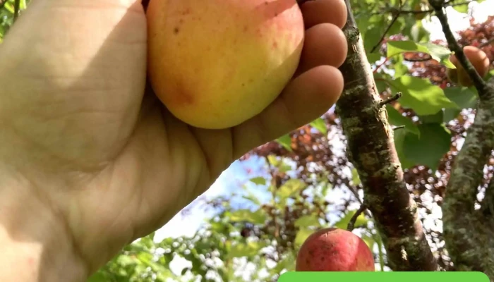 Aitaren Etxea Fruits Et Primeurs -  Photos Du Proprietaire - Bidart