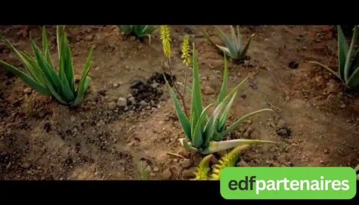 Aloe Vera Mieux être - 64300 Mont