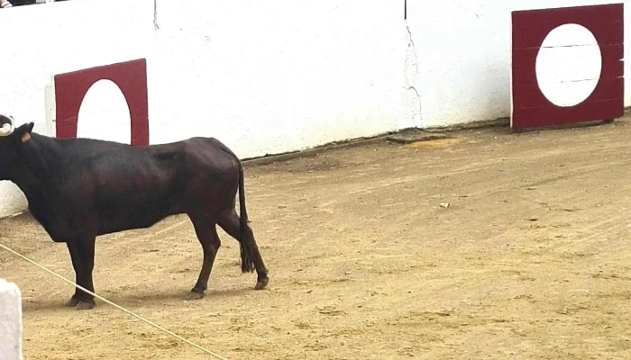 Arenes Jean Lafittau Adresse - Amou
