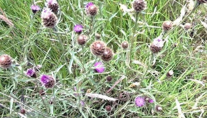 Ast Vert -  Jardin - Saint-astier