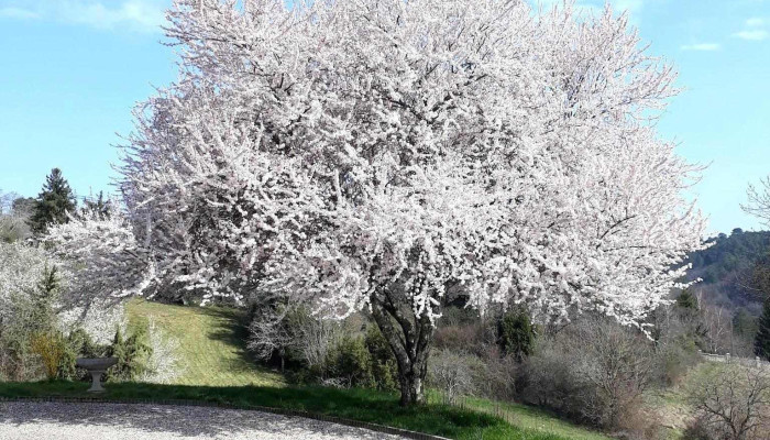 Ast Vert -  Tout - Saint-astier