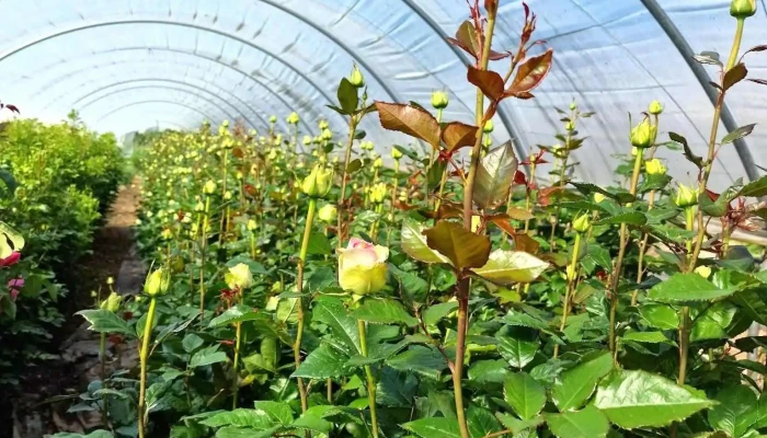 Cathy Fleurs Aiguillon -  Jardin - Aiguillon