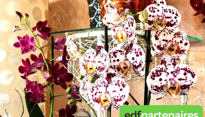 Ecrin Floral -  Photos Du Proprietaire - Arnac-pompadour