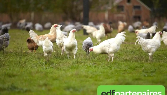Ferme De Vertessec -  Photos Du Proprietaire - Avensan
