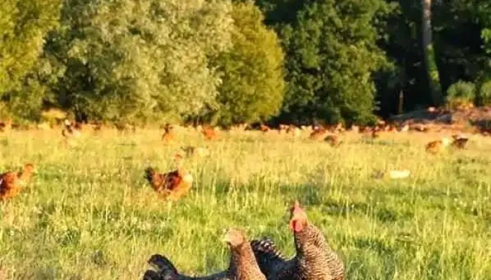 Ferme De Vertessec -  Poule - Avensan
