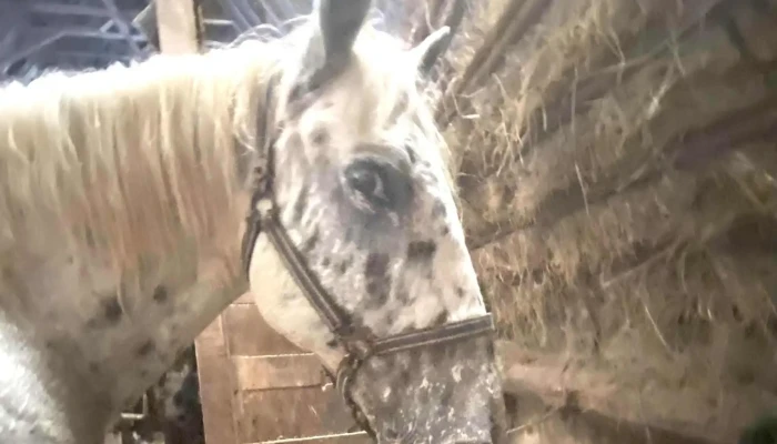 Ferme Equestre La Forge Centre Equestre - Arbus