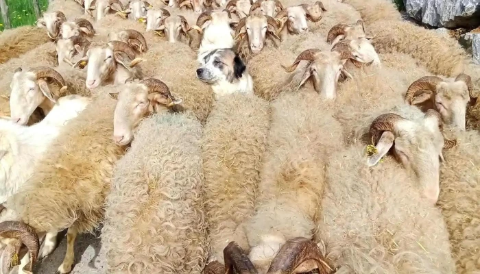 Ferme Guedot -  Tout - Rébénacq