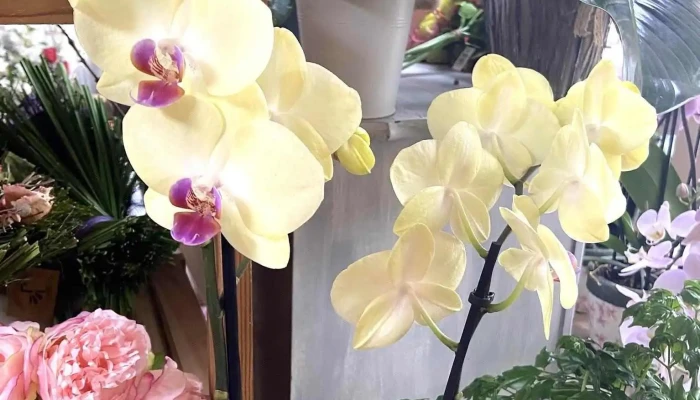 Follement Fleurs -  Jardin - Aiffres