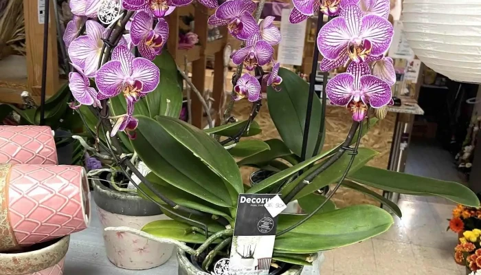 Follement Fleurs -  Photos Du Proprietaire - Aiffres