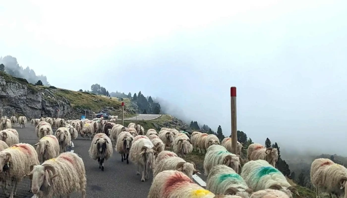 Fromagerie -  Cabane Darlas  Ferme Recebire Adresse - Arette