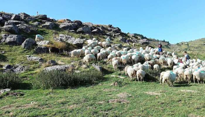 Fromagerie -  Cabane Darlas  Ferme Recebire Prix - Arette