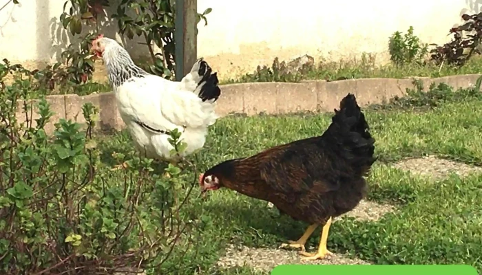 Gamm Vert -  Jardin - Marans