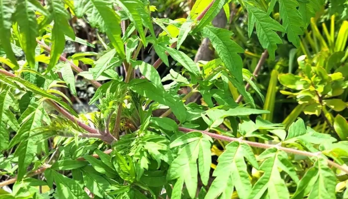 Gamm Vert -  Jardin - Châtellerault