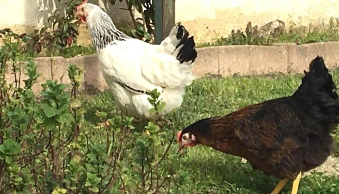 Gamm Vert -  Site Web - Marans