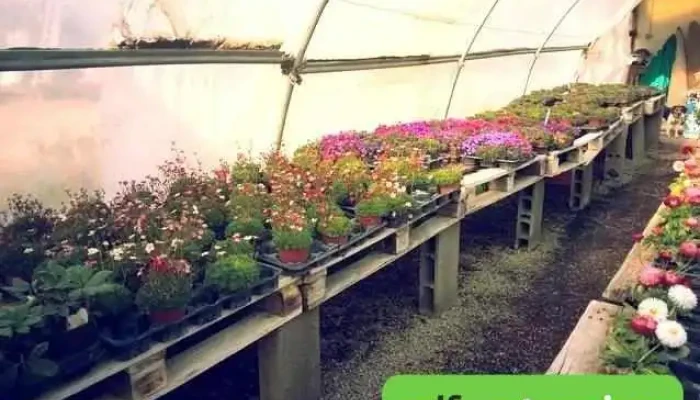 Gerard Albert   Fleurs Et Plantes A Massif Aiguillon Interieur - Aiguillon