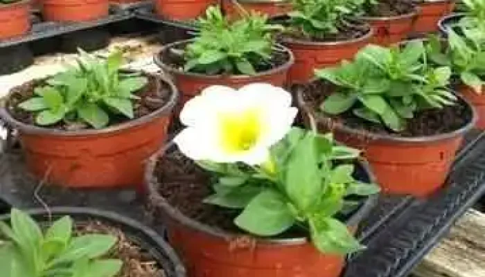 Gerard Albert   Fleurs Et Plantes A Massif Aiguillon Jardin - Aiguillon