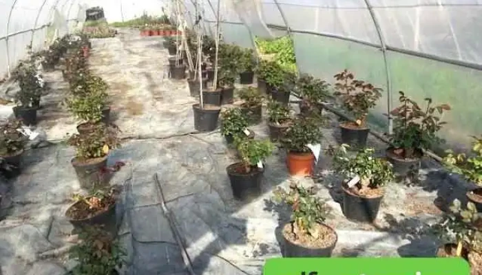 Gerard Albert   Fleurs Et Plantes A Massif Aiguillon Photos Du Proprietaire - Aiguillon