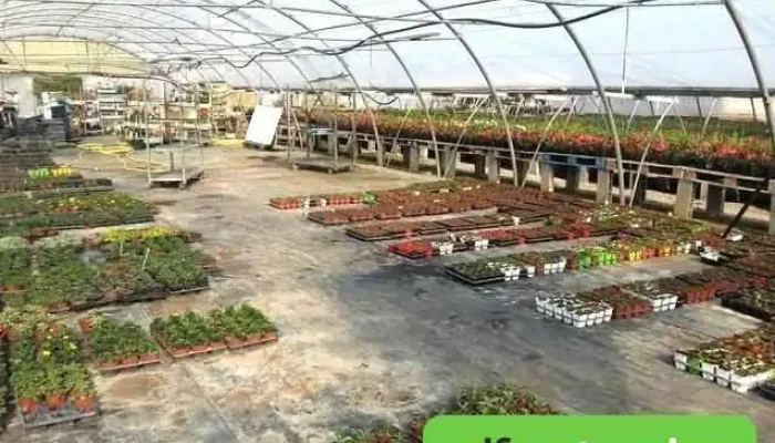 Gerard Albert   Fleurs Et Plantes A Massif Aiguillon Tout - Aiguillon