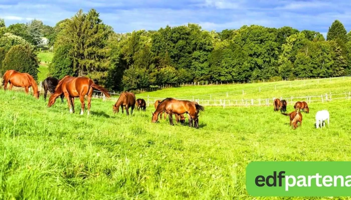 Ifce -    Institut Francais Du Cheval Et De Lequitation Tout - Arnac-pompadour