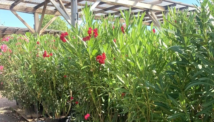 Jardiland -  Jardinerie - Châtellerault