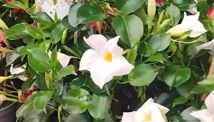 Jardiland -  Videos - Châtellerault
