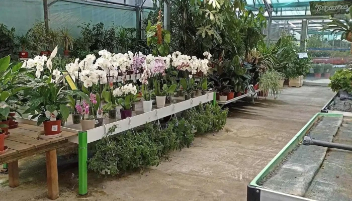 Jardinerie Sylvie Fleurs, Plantes fleuries, Potager, Poterie, Terreau, Outillage jardin - 64800 Mirepeix