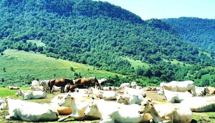 La Ferme Davancens -  Tout - Arette