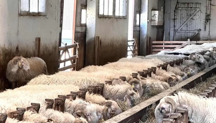 La Ferme Salies -  Salet Interieur - Arette