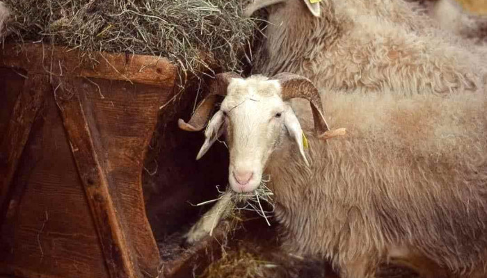 La Ferme Salies -  Salet Tout - Arette