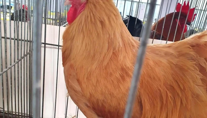 La Halle Du Marche De Marans Pres De Moi - Marans