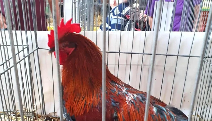 La Halle Du Marche De Marans Reductions - Marans