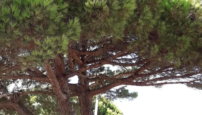 La Madrilène - Arcachon