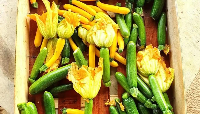 Legumes Bio A La Ferme   Alatz Elcano Tout - Saint-jean-de-luz