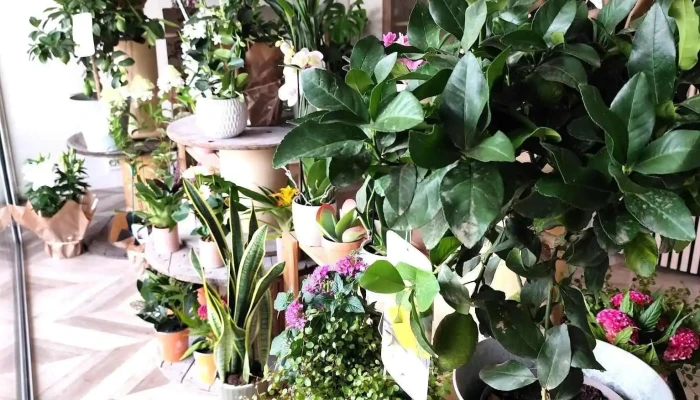 Les Fleurs De Marine -  Photos Du Proprietaire - Castelnau-de-médoc