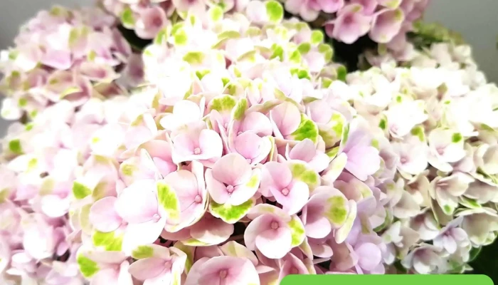 Les Fleurs Du Marche Photos Du Proprietaire - Andernos-les-bains