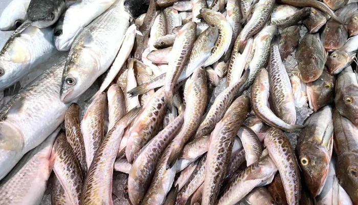 Les Halles Darcachon Par Marketbox Prix - Arcachon