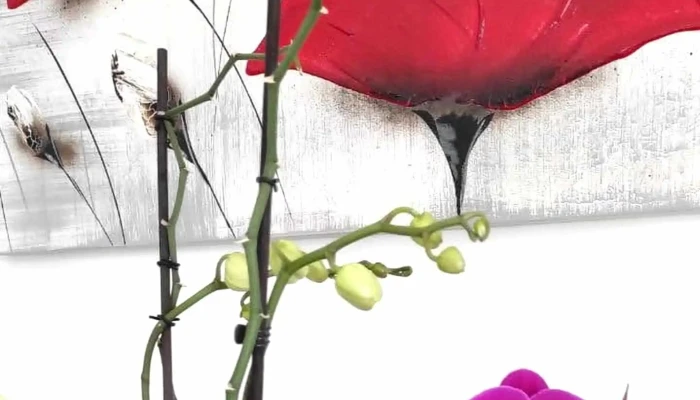 Les Serres Dangresse   Jardinerie Angresse - Angresse